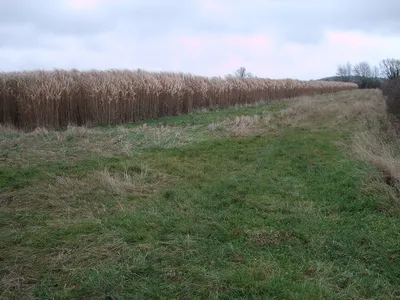 A crop of rushes, near Hannington Wick