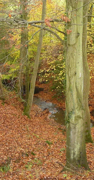 Autumn colours in wooded valley south of Damsells Mill