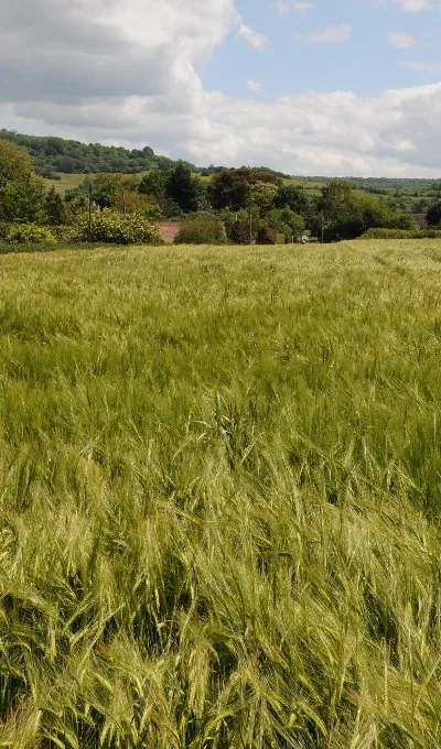 Barley field at Little Haresfield