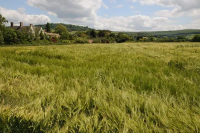 Barley field at Little Haresfield