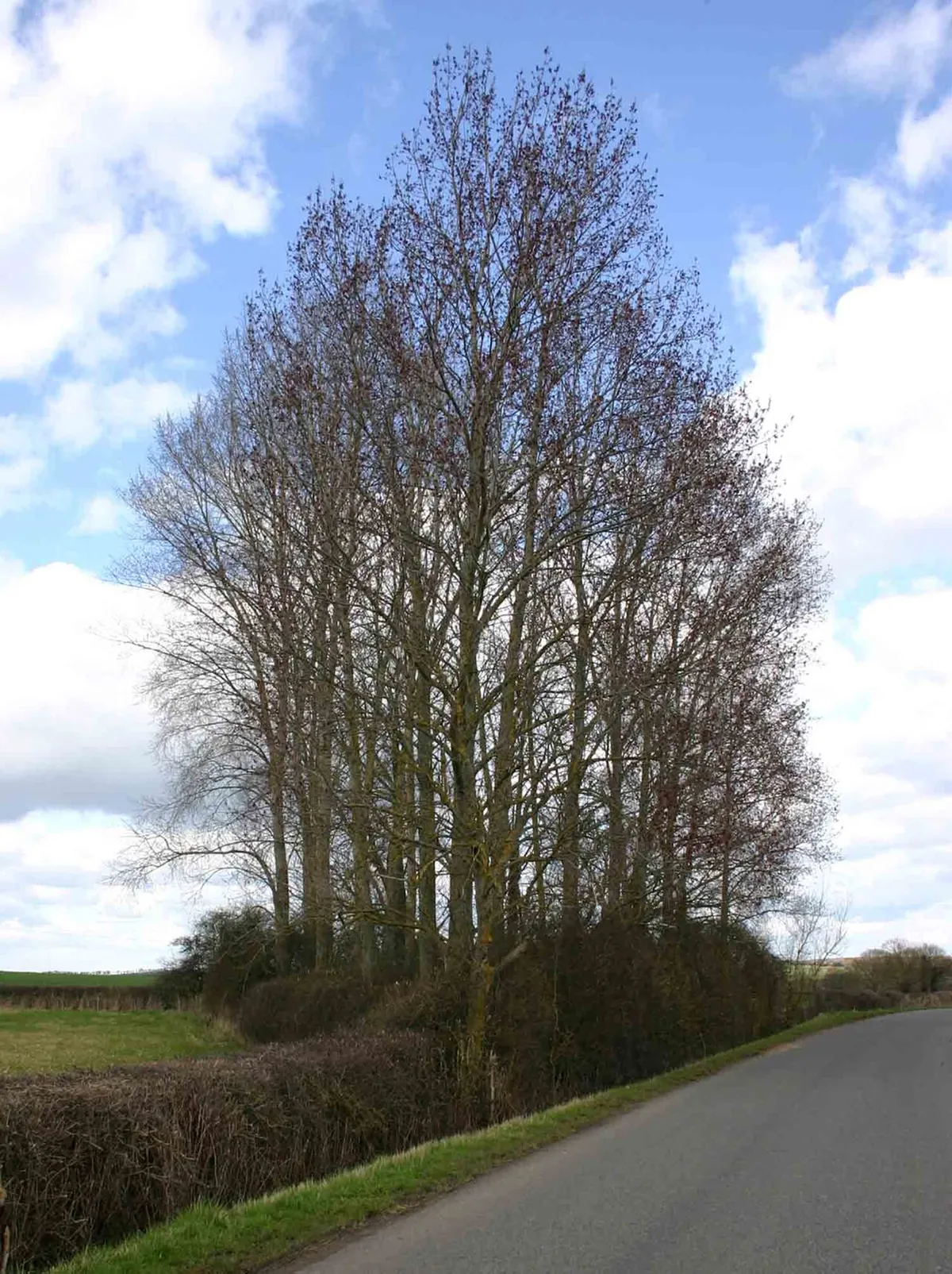 A wedge of trees, Idlicote