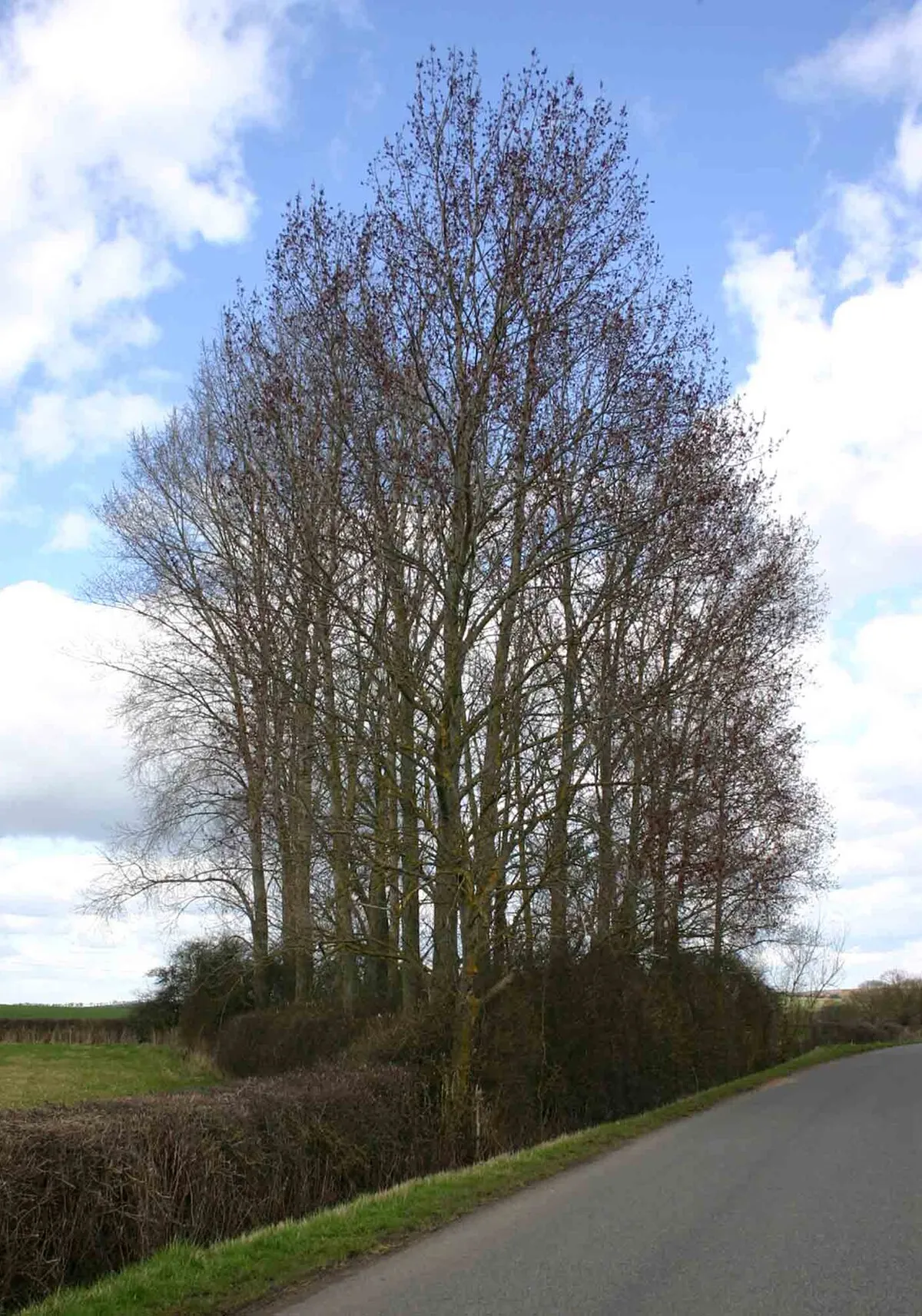 A wedge of trees, Idlicote
