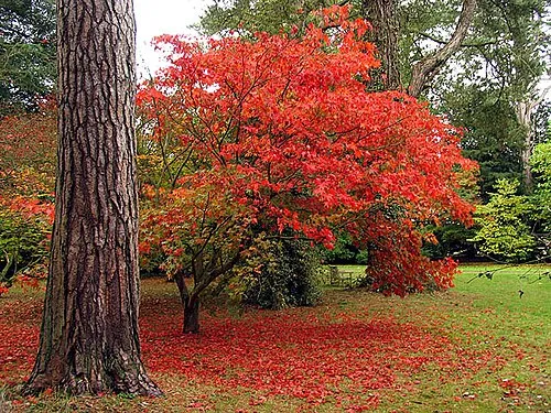 Acer at Westonbirt. This acer is near the intersection of loop walk and Mitchell Drive, just north east of the Shop Window.