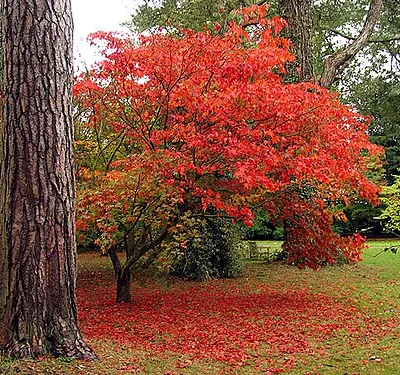 Acer at Westonbirt. This acer is near the intersection of loop walk and Mitchell Drive, just north east of the Shop Window.