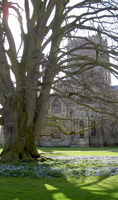 A Spring carpet