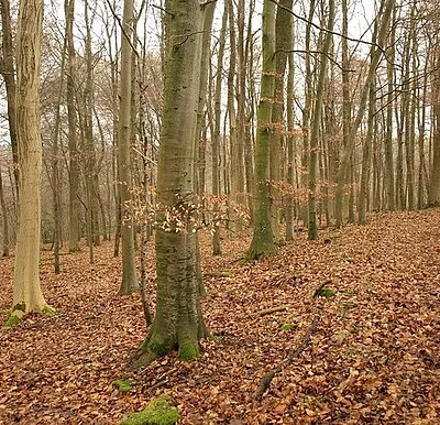 Beech Wood