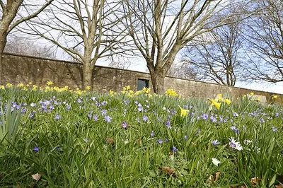 Crocus &amp; Daffodils