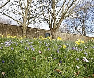 Crocus & Daffodils