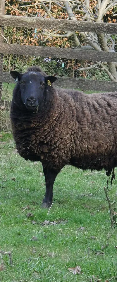 Abbot's Way sheep