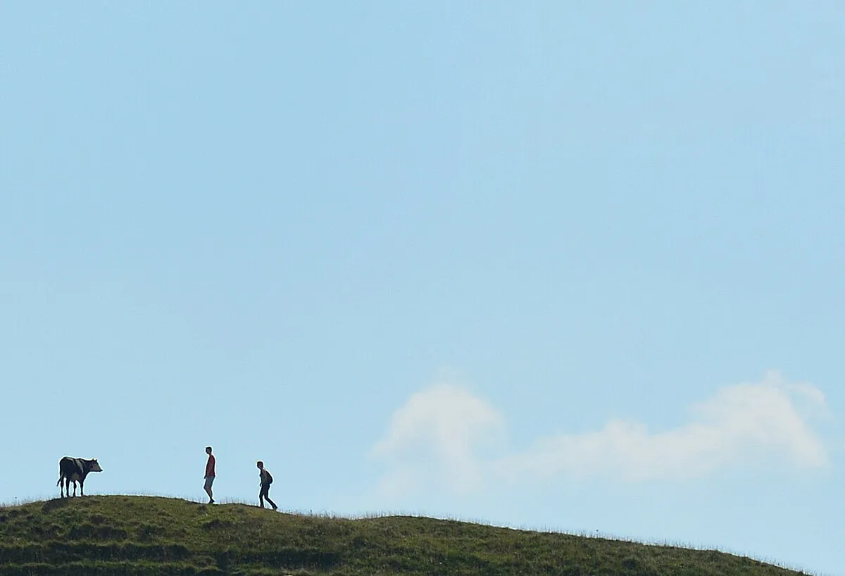 A bullock, two hikers and a cloud
