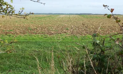 Arable field near South Hill House