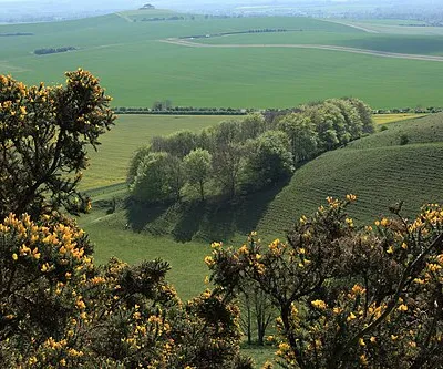 A view over the gorse into the Vale of Pewsey