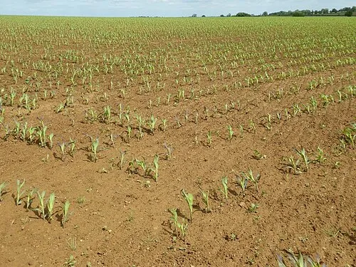 A field of maize