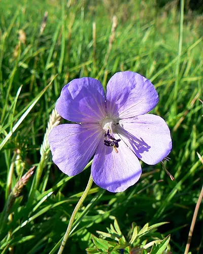 A flower at the Roman amphitheatre, Cirencester