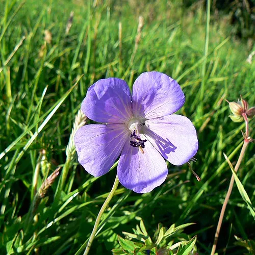 A flower at the Roman amphitheatre, Cirencester