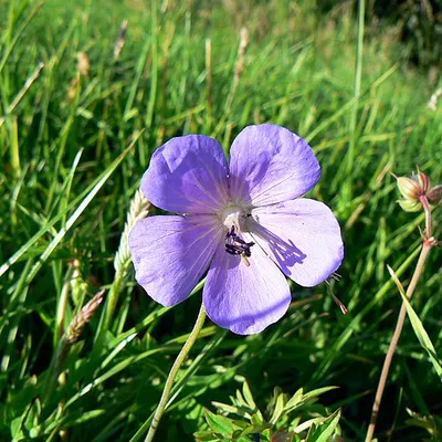 A flower at the Roman amphitheatre, Cirencester