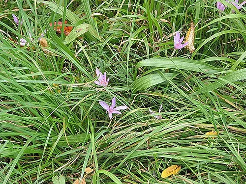 Autumn Crocus I always associate the crocus with spring but here the autumn variety were enjoying the afternoon sunshine.