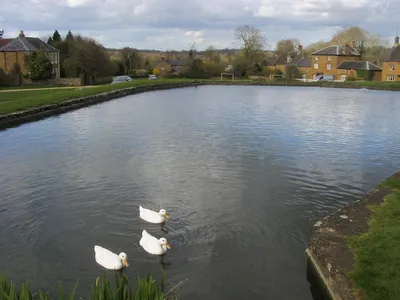 Duck Pond
