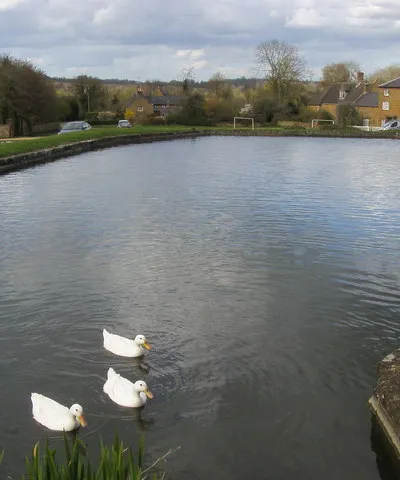 Duck Pond