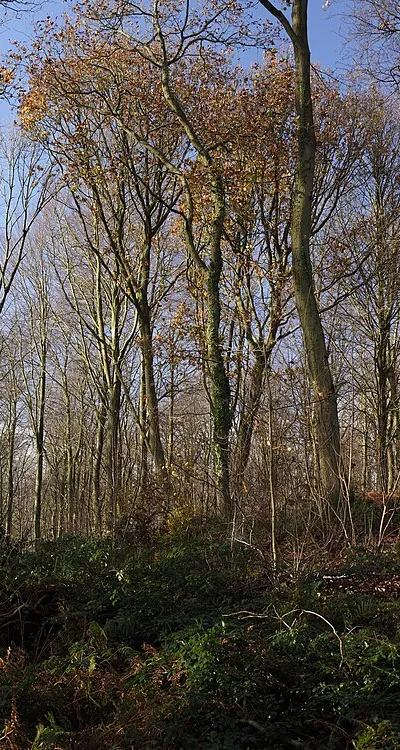 Late Autumn in Barrow Copse