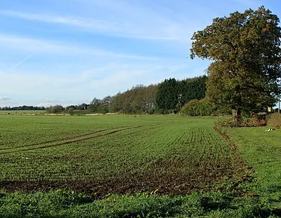2011 : Winter wheat sprouting near Badminton