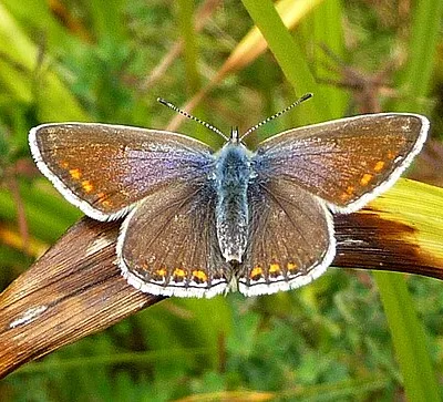 Common Blue.  Polyommatus icarus. Female