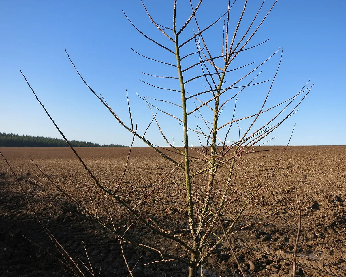 A Ploughed Field