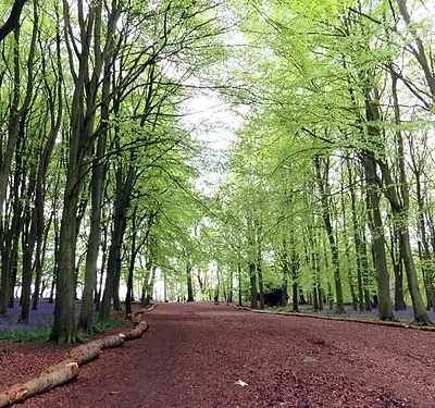 A path through the beech trees on Badbury Hill
