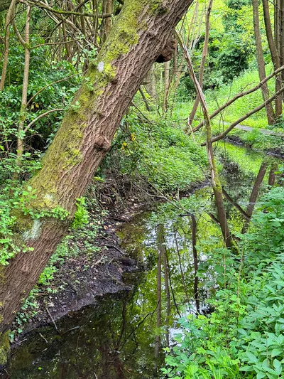 A brook in Dry Sandford Nature Reserve