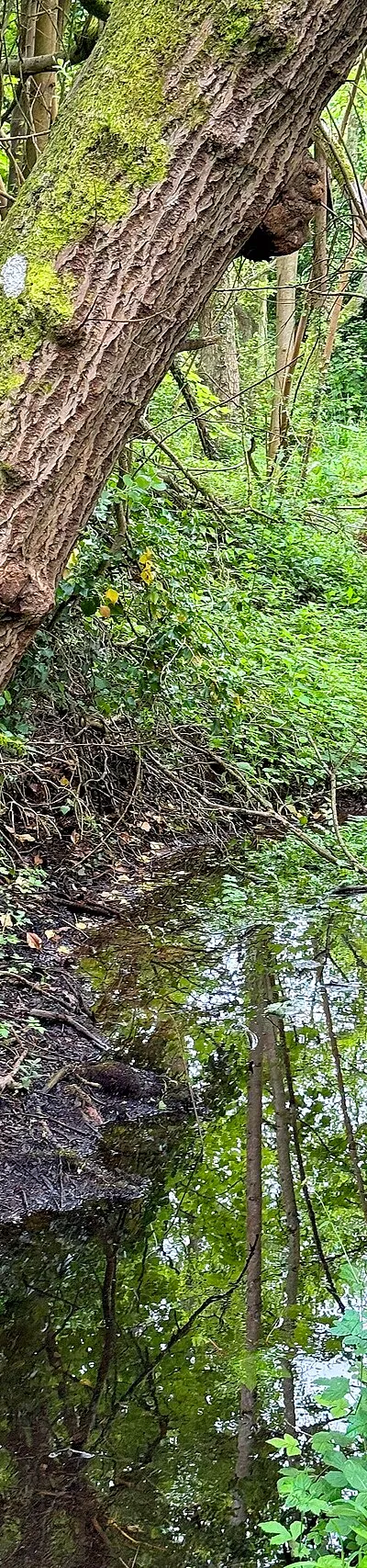 A brook in Dry Sandford Nature Reserve