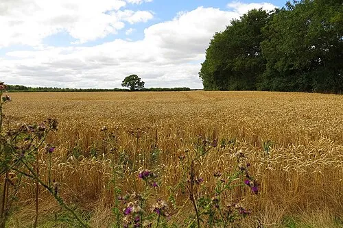 A cornfield near Blackditch