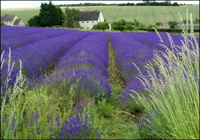 Field of Lavender ready to crop