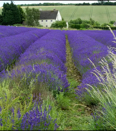 Field of Lavender ready to crop