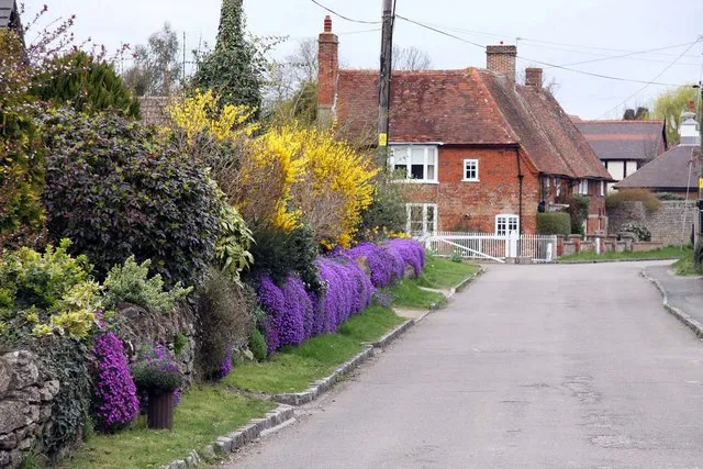 Church Lane, Drayton, Vale of White Horse, Oxfordshire (formerly Berkshire) in spring, with blooming Aubretia and Forsythia
