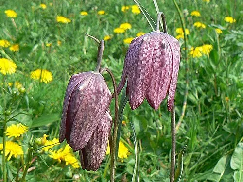 Elmlea Meadows