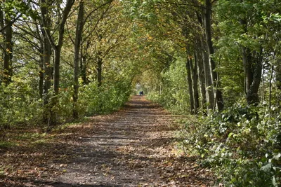 Autumnal byway southwest of Coate