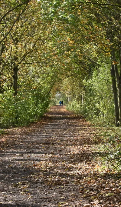 Autumnal byway southwest of Coate