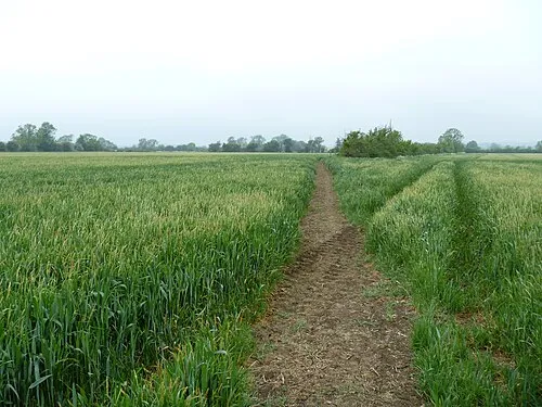 Across the field