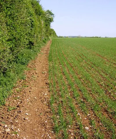 Bridleway from Duntisbourne Rouse to Woodmancote There is a good continuous bridleway from Duntisbourne Rouse to Woodmancote.  Here it is rather narrow as crops have been planted up to the field edge.  The route is shared by the Macmillan Way.