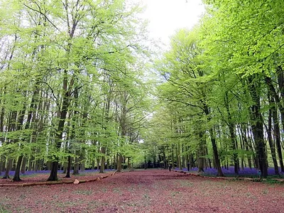 A path through the beech trees on Badbury Hill