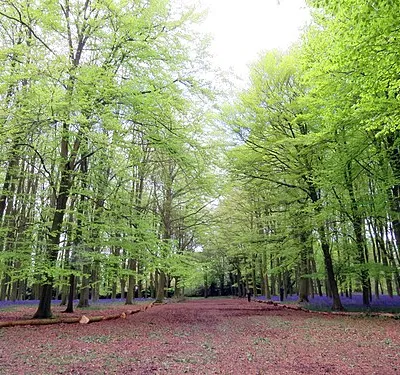 A path through the beech trees on Badbury Hill