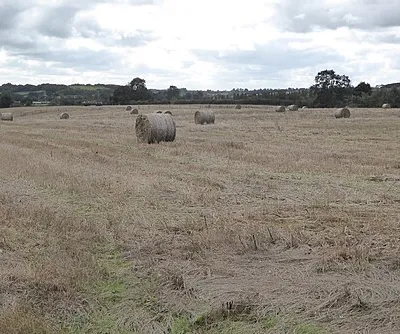 Straw bales in a field