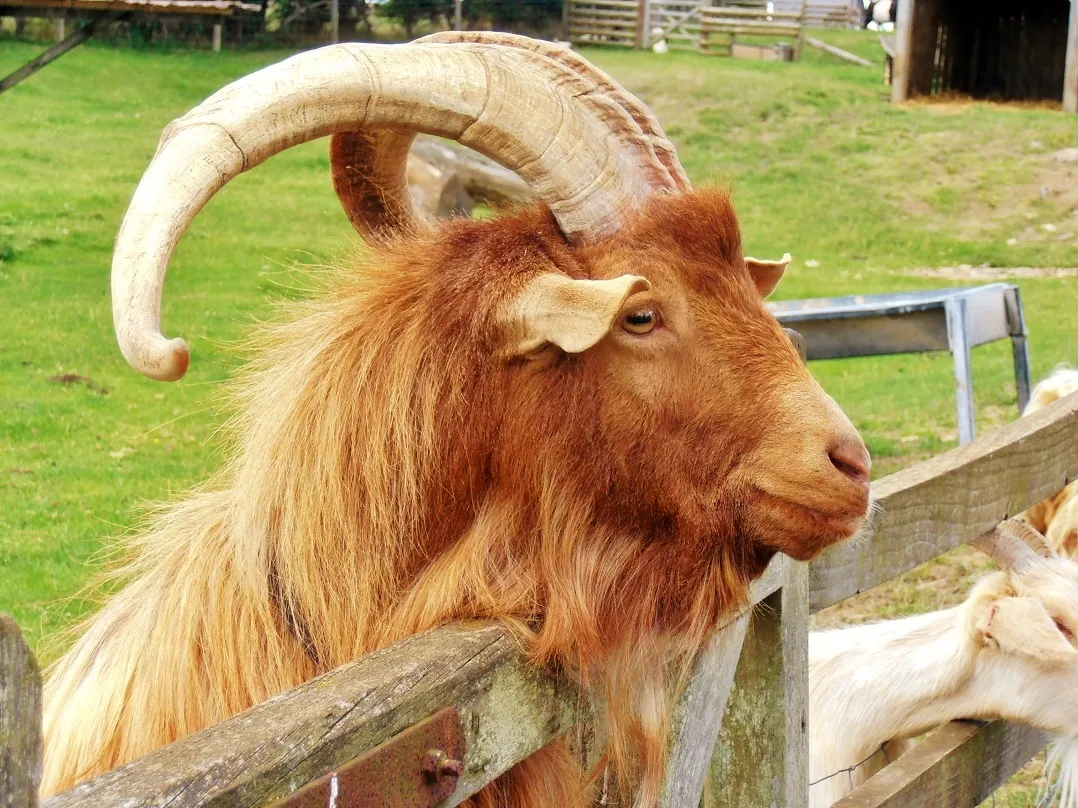 A Cotswold Farm Park Resident