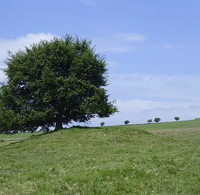 Beech tree on a barrow, Seven Barrows