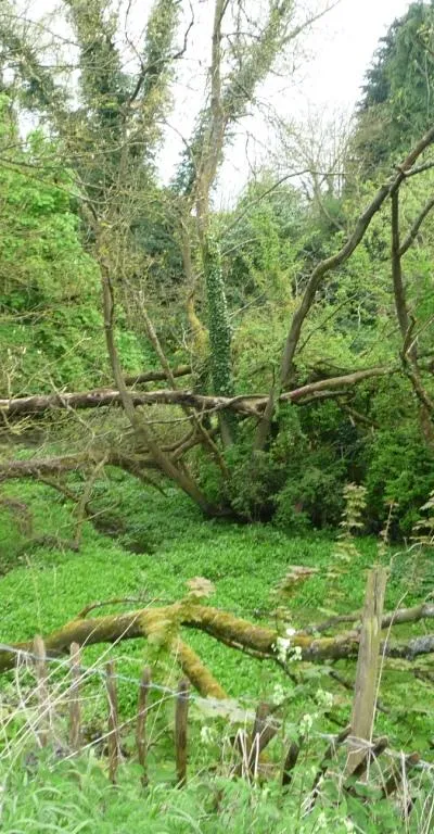 Carr on the north-east bank of Wilton Water