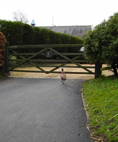 A pheasant in Wootton Rivers, Wiltshire Marching purposefully home, for tea perhaps?