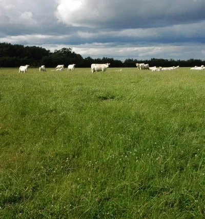 Cattle in a field at Weston-sub-Edge Cattle, Charolais I think, in a field to the north of Weston-sub-Edge.