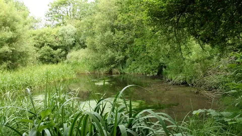 Jones's Mill - The Vera Jeans Nature Reserve