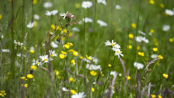 Sutton Lane Meadows